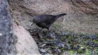 Melropreto Turdus merula [upl. by Girhiny]