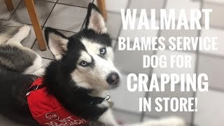 Walmart Blames Service Dog for Crapping in Store Vlog W81 [upl. by Aniaj841]