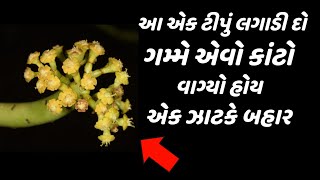 સૂકી ખંજવાળ એક ઝાટકે બંધ કરતી દિવ્ય વનસ્પતિ  fungal infection home remedy [upl. by Cavit]