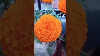 Marigold Flower gardening bollywoodmusic [upl. by Yesdnik]