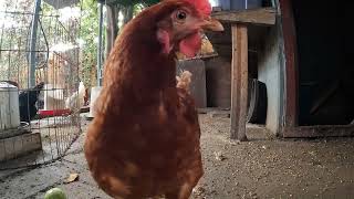 Backyard Chickens Fun Relaxing Chicken Coop Video Sounds Noises Hens Clucking Roosters Crowing [upl. by Avek]