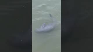 The finless porpoise is not spitting but saying hello to you cuteanimals [upl. by Juxon]