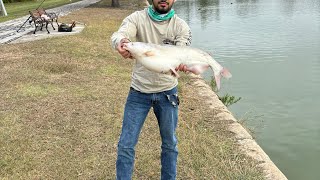 Big catfish caught in Harlingen city lake with exact location [upl. by Esirehc518]