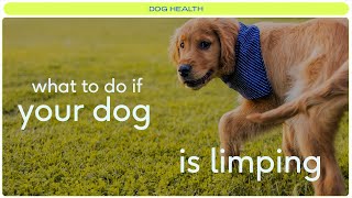 Reasons your dog may be limping and what to do [upl. by Henden]