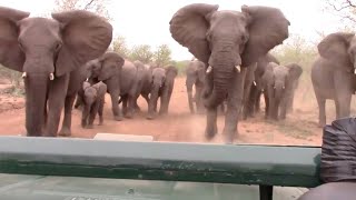 Elephant Charges At Safari Van [upl. by Bamberger]