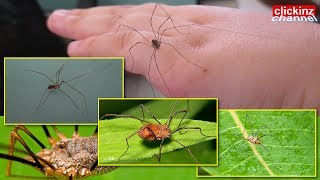 Harvestman Daddy Long Legs Spider Phalangium Opilio Phalangiidae amp Skull Spider Pholcus Phalangioide [upl. by Gunter]