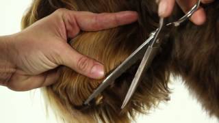 ALAA Australian Labradoodle Grooming Demo [upl. by Damiani66]