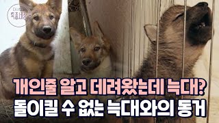 2000년도에 늑대 복원 사업 늑대 개로 알고 데려왔는데 진짜 늑대 늑대와 동고동락하는 남자 이야기｜다시보는 특종세상 326회 [upl. by Nylsirk]