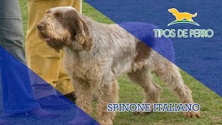 SPINONE ITALIANO  TIPOS DE PERRO [upl. by Anaej]