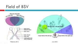 Field of BSV [upl. by Kantor747]