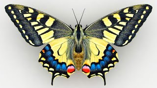 Papilio Machaon Butterfly [upl. by Leyla]