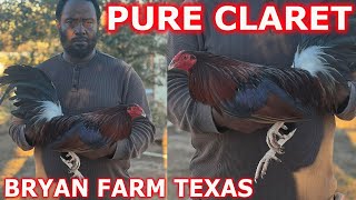 TEXAS  Pure Claret Ronnie Bryan Farm  Beautiful Birds 💯‼️ Farm Visit [upl. by Blaine937]