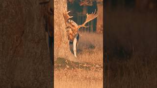 Stag marks his territory during the Rutting Season wildlife deerseason nature animals deerart [upl. by Desdamona]