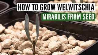 How to grow Welwitschia Mirabilis from seed with sucess [upl. by Annaliese]