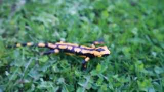 Feuersalamander im Harz  seltene und geschützte Tierart  Teil 1 Salamandra salamandra [upl. by Atiekahs118]