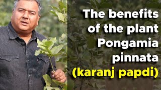 What are the benefits of the tree Pongamia Pinnata Karanj Papdi [upl. by Minoru]