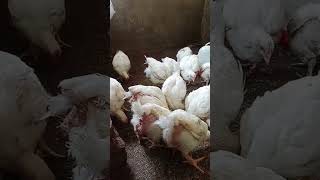 Broiler Chickens 38 days Backyard Poultry Farming [upl. by Ahsinra413]