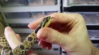 An Intro to Hognose Snakes Plus Easterns vs Westerns [upl. by Benia730]