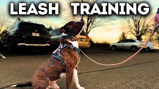 Pitbulls Leash Training Journey Begins [upl. by Sarene]