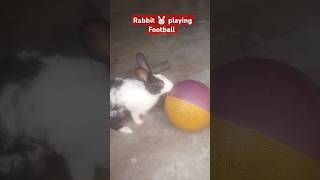 Rabbit 😱Playing Football 😂 rabbit playingfootball rabbitfunny shorts [upl. by Ivanna]