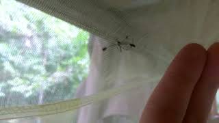 Flamboyant mosquito hovering inside a mosquito net Sabethes [upl. by Keeley]