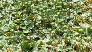 Liverwort Leafy Marchantiophyta Anemone hepatica freshly harvested [upl. by Mcintosh953]