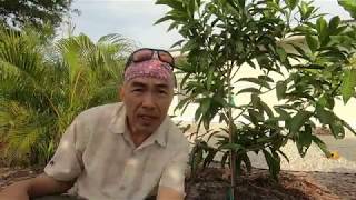 Planting a Canistel Tree Southwest Florida Urban Gardening [upl. by Assilam]