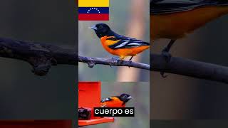 Turpial venezolano 🕊️🕊️ ave nacional de Venezuela [upl. by Ahsac]