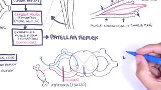 Introduction to how reflexes work  reflex arc monosynaptic and polysynaptic reflexes [upl. by Brawner]