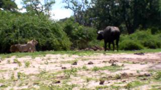 Lions attack cape buffalo in Chobe 3 [upl. by Allenrac]