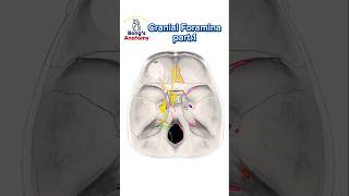 Cranial foraminaPart1 anatomy cranialnerves cranium bones nerve drawing medicalstudent [upl. by Walli768]