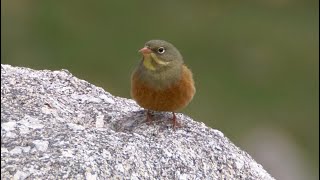 Ortolan Bunting and its Song [upl. by Langille]