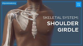 Shoulder pectoral girdle Bones and location  Quick Anatomy  Kenhub [upl. by Reinhart]