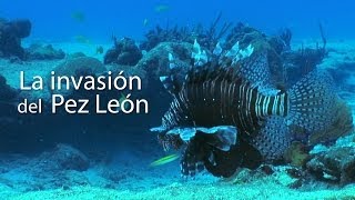 La invasión del Pez León [upl. by Yehs]