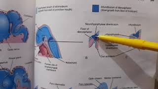 Development of forebrain and pituitary gland  Brain Development Part 4 [upl. by Leahey664]