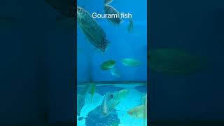 Gourami fish youtubeshorts [upl. by Fitton]