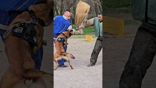 The fearless Malinois Hard attacks two “intruders” at once GUARDODESSA Police dog training Odessa [upl. by Maryann]