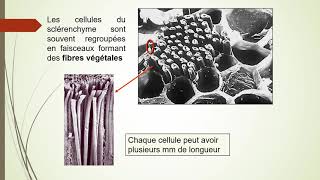 Les tissus végétaux en daaaarriiiiiijaaaaa الأنسجة عند النباتات 🌵🌵🌿🍀🌳 [upl. by Ario972]