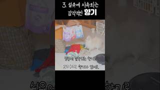 향기좋은 캡슐세제 캡슐 세탁세제 추천 클라퍼퓸컬러디스크 유료광고 [upl. by Phylys]