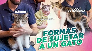 GUÍA PRÁCTICA de cómo SUJETAR Y MANEJAR A UN GATO 🐈⬆️ para CEPILLAR CORTAR UÑAS DAR PASTILLA y más [upl. by Caassi]