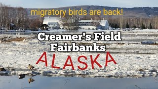 Creamers Field  They are Back Fairbanks Alaska  Love Alaska [upl. by Montana618]