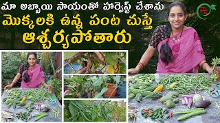 Surprising Harvest  fruit and vegetable Harvest  TELUGU GARDEN VLOG [upl. by Ilrebmik]