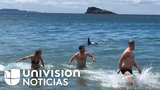 En video Fueron a bañarse a la playa y salieron corriendo al encontrarse con orcas [upl. by Ellenoj278]