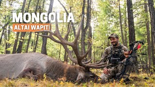 New World Record Elk Bowhunting the Altai Wapiti in Mongolia [upl. by Ehcropal]