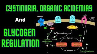 USMLE Step 1  Lesson 66  Cystinuria Organic Acidemias and Glycogen Regulation [upl. by Tally]