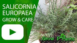 Salicornia europaea  grow care Harvest and Eat [upl. by Selie]