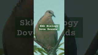 Dove Call Soundsskkbiology birdsounds wildlife [upl. by Nnyroc516]