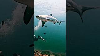 Thresher Shark or Longtail shark scubadiving [upl. by Enitsej]