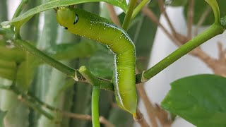 Big Worm 🐛🐛🤢🤢grub worm amazing caterpillar nature big smartanimal creep larva feral cute [upl. by Adelia817]