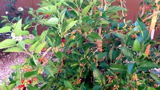 Dwarf Everbearing Mulberry setting fruit in Arizona [upl. by Notxarb261]